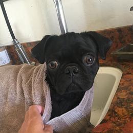 Angus - Pug