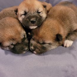 Shiba Inu Puppies from Tired Iron Shibas