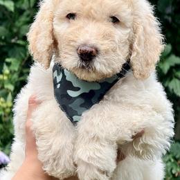 BMW 'Beamer' - Cream male Goldendoodle puppy in Dayton, Ohio from Perks Court Doodles