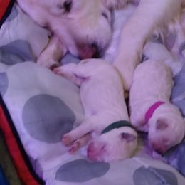 Goldendoodle Puppies from SuperDog Doodles