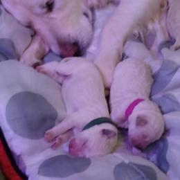Goldendoodle Puppies from SuperDog Doodles