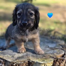 G2 - Black and cream male Dachshund puppy in Jacksonville, Texas from ArmnalegRanch LLC