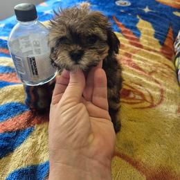 Max - Black & tan tri-color male Maltipoo puppy in Everett, Washington from Meadows Ranch