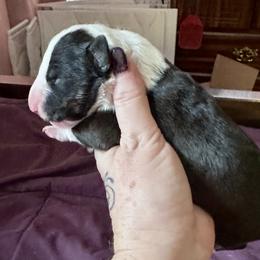 Bonsai - Black brindle and white male Bull Terrier puppy in Springfield, Ohio from Lynn Hill Bull Terriers