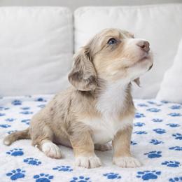 Mateo (Chocolate and cream dapple) (No breeding homes allowed) - Dapple male Dachshund puppy in Fayetteville, North Carolina from RRD