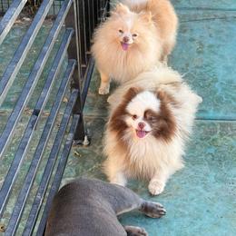 Jinx - Pomeranian