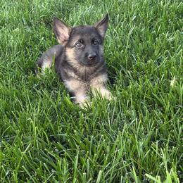 Yogi Bear - Black and tan male German Shepherd puppy in Whitewater, California from Vom Haus Metzler Shepherds