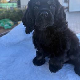 Summer Boy - Black and tan male Cocker Spaniel puppy in Wittmann, Arizona from Amore’s Cockers