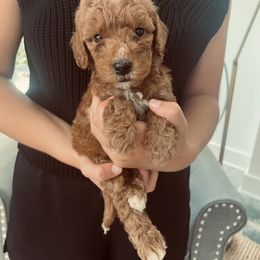 Rover - Red  male Goldendoodle puppy in Strasburg, Pennsylvania from Still Water Puppies