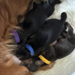 Dachshund puppies from HP Dachs