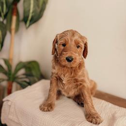 Benjamin - Apricot male Goldendoodle puppy in Yukon, Oklahoma from Bows and Ties Doodles, LLC