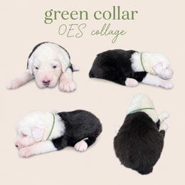 Green boy - Gray and white male Old English Sheepdog puppy in Mesa, Arizona from Desert Sheepies and Doodles