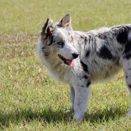 American Corgi, Border Collie, and Pembroke Welsh Corgi Puppies from Cowtown Corgis & Border Collies