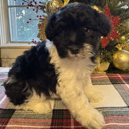 Black Parti Girl - Parti female Miniature Schnauzer puppy in Decatur, Texas from Virgil Farms