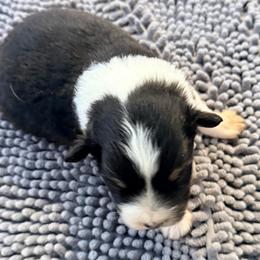 Cora - Black tri-color female Australian Shepherd puppy in Grove, Oklahoma from Dollface Aussies