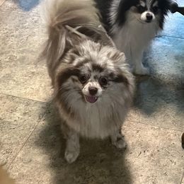 Blizzard - Pomeranian