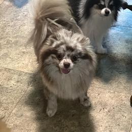 Blizzard - Pomeranian