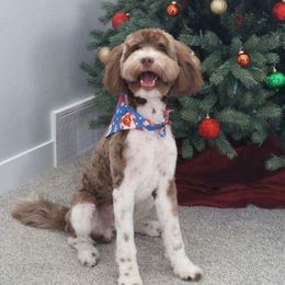 Teddy - Australian Labradoodle