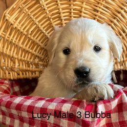 Bubba - Golden Retriever puppy in Kuna, Idaho from Golden Kisses Golden Retrievers