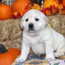 Labrador Retriever Puppies from Pure Joy Labradors
