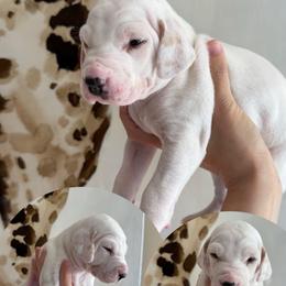 Male 1 - White and lemon male Dalmatian puppy in Louisa, Virginia from Dalmatian Creation LLC