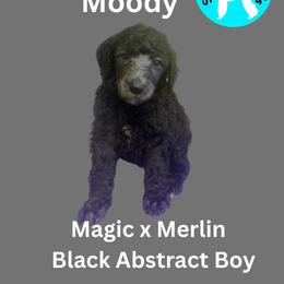 Alastor - Black male Poodle puppy in Baltimore, Maryland from Steinrock’s Standards