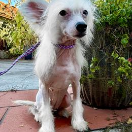 Mystique - White female Chinese Crested puppy in Lutz, Florida from Halcyon Chinese Cresteds