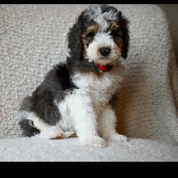 Haze - Brown and white male Bernedoodle puppy in Ogden, Utah from Stanger Farms