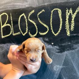 Blossom-Girl 1 - Cream female Assorted Doodle Crosses puppy in River Falls, Wisconsin from Dottie's Doodles