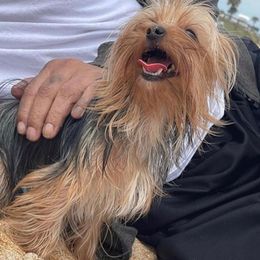 Yorkshire Terriers from Royal Rush Kennels LLC