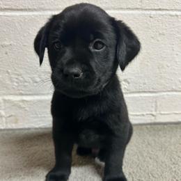 Boy 4 - Black male Labrador Retriever puppy in Lower Burrell, Pennsylvania from Ruckus Family Labs