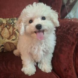 Dolly - White female Bichon Frise puppy in Wesley Chapel, Florida from Adorable Bichon