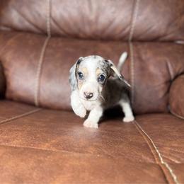 Misty - Piebald female Dachshund puppy in Magnolia, Texas from Hillyard Ranch