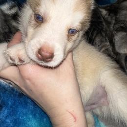 Siberian Husky Puppies from Feazell’s Siberian Huskies