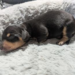 4 - Shadow Knight - Black and tan male Dachshund puppy in Central Point, Oregon from MRS Long Dog Ranch