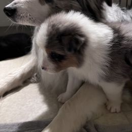 Australian Shepherd Puppies from Hartzland Farm