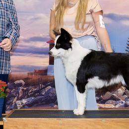 Border Collies and Golden Retrievers from R3 Sport Dogs (Rafter 3 Ranch)