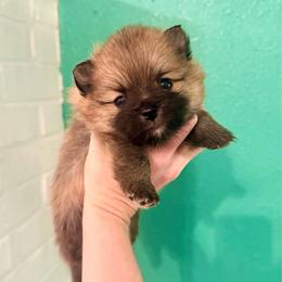 Washington - Orange sable male Pomeranian puppy in Stroud, Oklahoma from Laik’s Little Shihtz & Poms