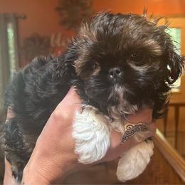 Gazelle - Sable and white female Shih Tzu puppy in Nekoosa, Wisconsin from Brox Acres House of Fur LLC