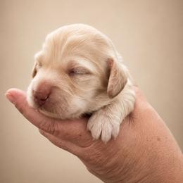 Female-Pink - Cream female Dachshund puppy in Nashville, Tennessee from Farmhouse Sausages - Located in TN delivers all over US