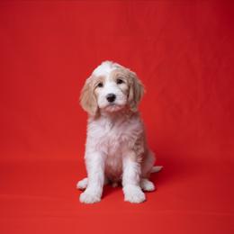 Goldie - Brown and white female Sheepadoodle puppy in Los Angeles, California from Exquisite Doodles