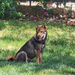 Asher - Red male Shiba Inu puppy in Lake Havasu City, Arizona from MarshDancer's Beautiful Babes