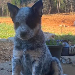 Australian Cattle Dog Puppies from Dry Valley Heelers