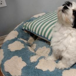 Coton de Tulear Puppies from Coton Country