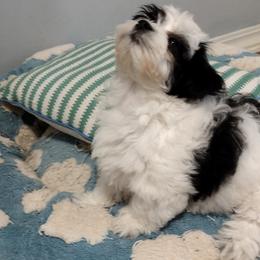 Coton de Tulear Puppies from Coton Country