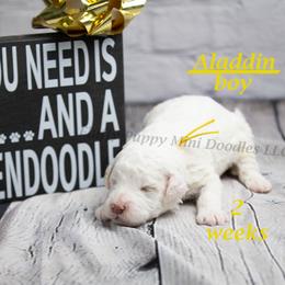 Aladdin (yellow collar) boy - Parti male Goldendoodle puppy in Corona, California from Fluffy Puppy Mini Doodles LLC