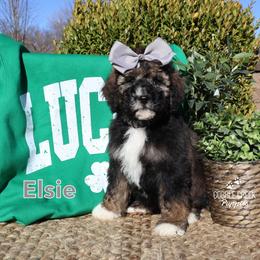 Elsie - Sable female Bernedoodle puppy in Heyworth, Illinois from Cobble Creek Puppies
