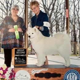 Clover - Samoyed