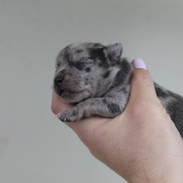 Bently - Blue merle male Chihuahua puppy in Willamina, Oregon from Cherished Chihuahuas