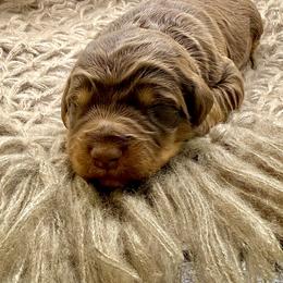Rocky - Red phantom male Assorted Doodle Crosses puppy in Waco, Georgia from Huff Family Doxies & Doodles